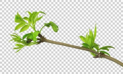 Young foliage. Close-up. Elderberries. Spring . transparent , png Stock Photos