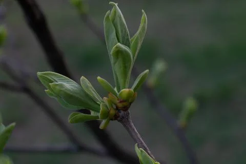 Young foliage of the spring chestnut tree Stock-Fotos