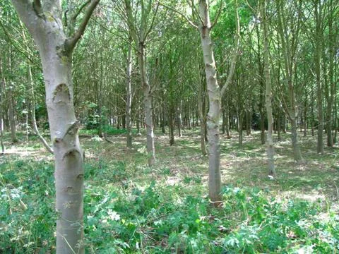 Young Forest 03 Stock Photos