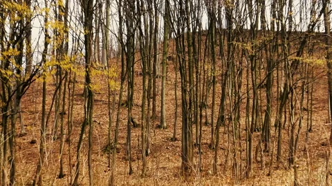 Young forest during early spring day Stock Footage 140436183