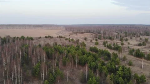Young forest with field Stock Footage 161915493