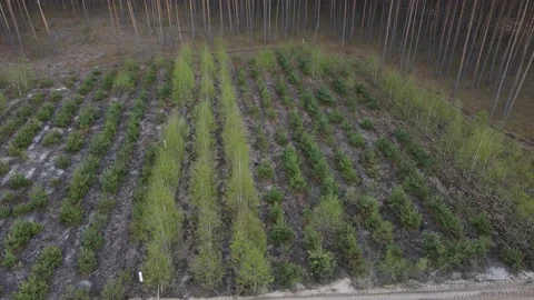 Young forest Stock Footage 194484269