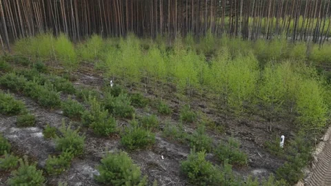 Young forest Stock Footage 194484284