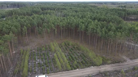 Young forest Stock Footage 194484546
