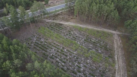 Young forest Stock Footage 194484547