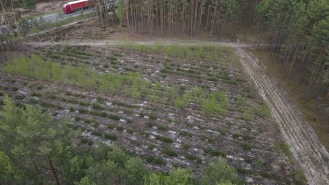 Young forest Stock Footage 194484700