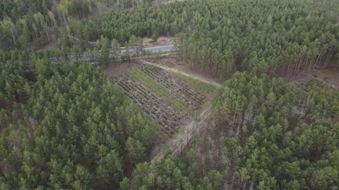 Young forest Stock Footage 194484913