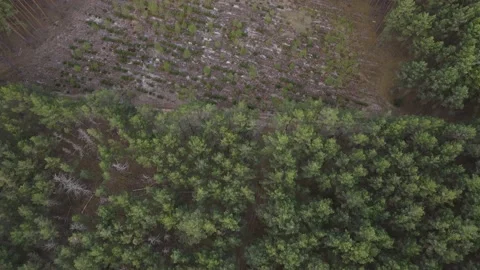 Young forest Stock Footage 194485019