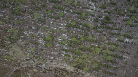 Young forest Stock Footage 194485342