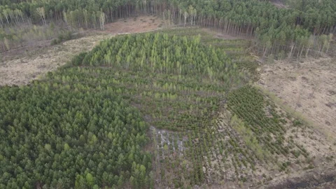 Young forest Stock Footage 194485350