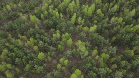 Young forest Stock Footage 194485503