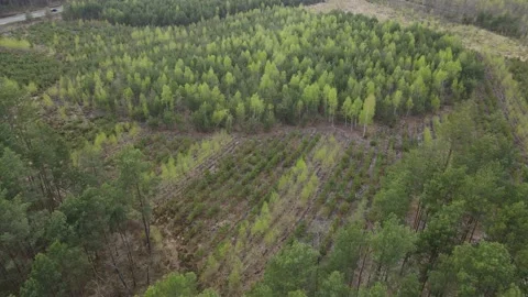 Young forest Stock Footage 194485515