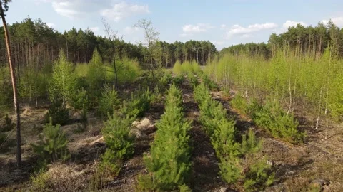 Young forest Stock Footage 194486035
