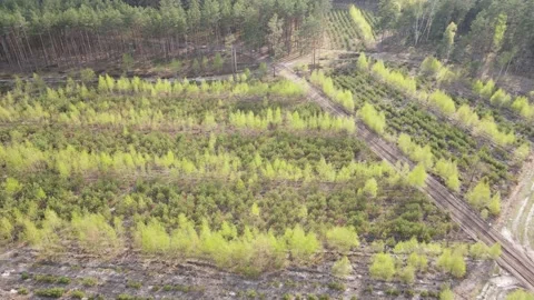 Young forest Stock Footage 194486041