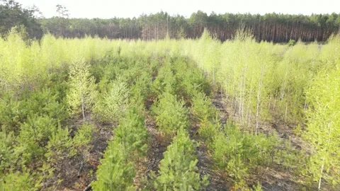 Young forest Stock Footage 194486043