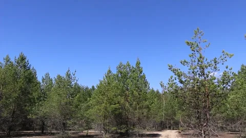 Young forest Video stock 195992983