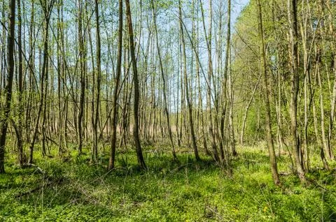  Young forest Stock Photos