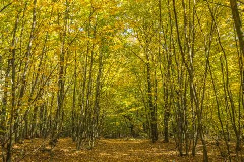Young forest Stock Photos