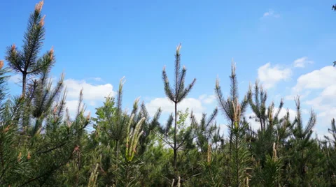 Young forest of small pine. Video stock 37974414