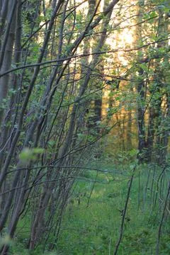 Young forest with sunlight in spring Fotos de archivo