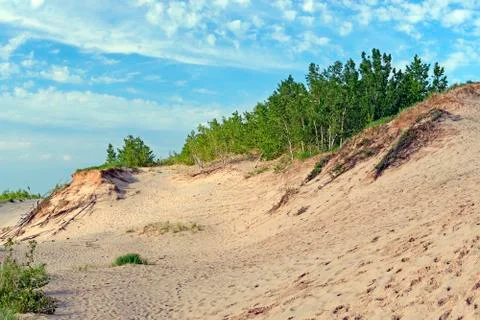 Young Forest Taking Hold on a Sandy Shore Photos