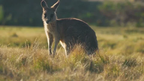 Young Forester Kangaroo ( Eastern Grey Kangaroo ) Stock Footage