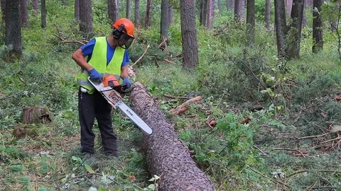 A young forester is measuring the length pine tree trunks using a ruler Stock Footage 82471260