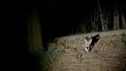 Young fox in activity at night Video stock 279982999