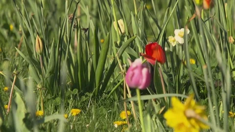 Young fox between flowers in spring Stock Footage 266266293