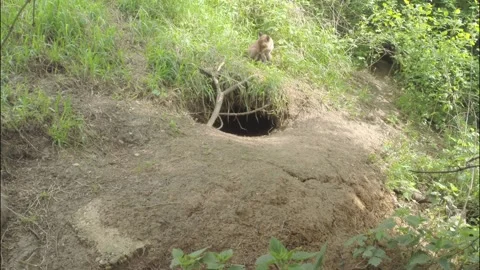 Young fox at the burrow Stock Footage 223509102