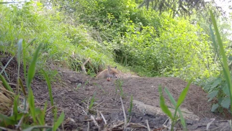 Young fox at a burrow Stock Footage 223509367