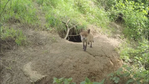 Young fox comes to the burrow Stock Footage 223509178
