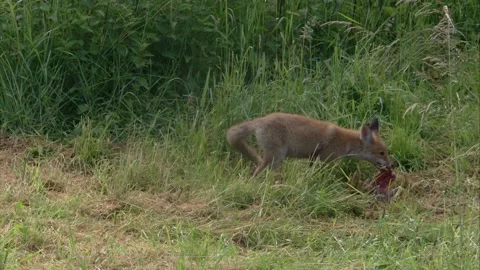 Young fox on a crack Stock Footage 220451865