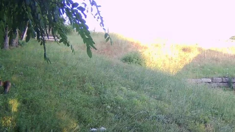 Young Fox Cub Evening Walk – Wildlife Trail Camera Footage Stock Footage 321183296