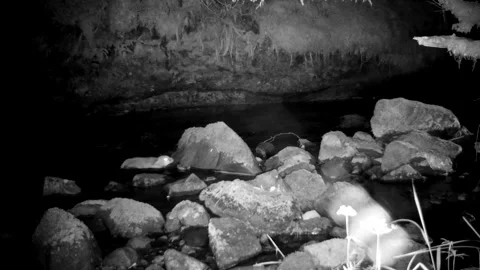 Young Fox Cub Jumps From A Rock Into River Then Panics. Isle of Skye Video stock 340323713