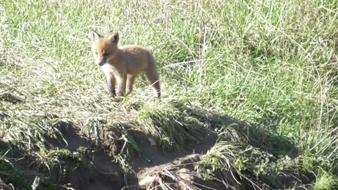 A young fox cub ( Vulpes vulpes ) near its burrow 3 Stock-Footage 170593889