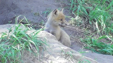 A young fox cub ( Vulpes vulpes ) near its burrow 2 Video stock 170593890