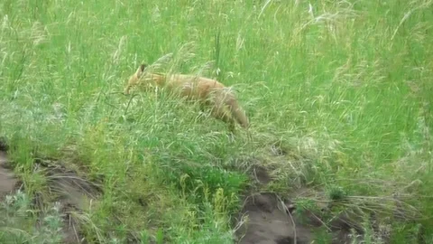 A young fox cub ( Vulpes vulpes ) near its burrow 5 Video stock 170593892