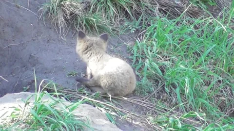 A young fox cub ( Vulpes vulpes ) near its burrow 1 Video stock 170593897