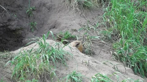 A young fox cub ( Vulpes vulpes ) near its burrow 4 Video stock 170593911