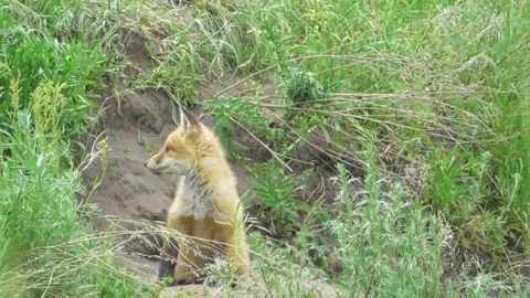 A young fox cub ( Vulpes vulpes ) near its burrow 9 Video stock 170593916