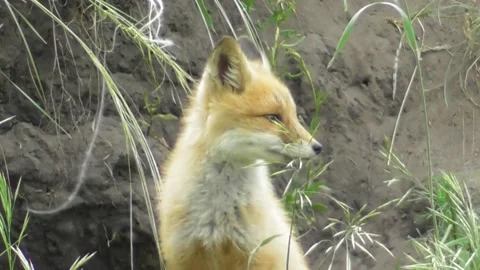 A young fox cub ( Vulpes vulpes ) near its burrow 8 Video stock 170593917