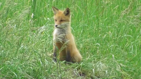 A young fox cub ( Vulpes vulpes ) near its burrow 7 Video stock 170593922