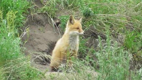 A young fox cub ( Vulpes vulpes ) near its burrow 10 Video stock 170593929
