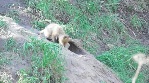 A young fox cub ( Vulpes vulpes ) near its burrow Video stock 170593942
