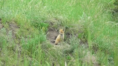 A young fox cub ( Vulpes vulpes ) near its burrow 11 Video stock 170593950
