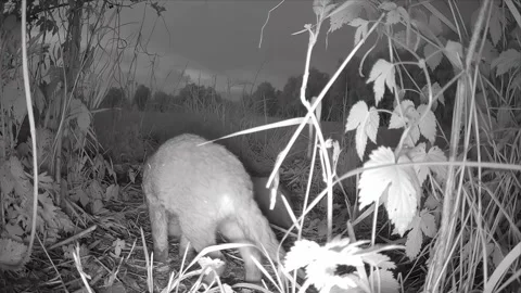 Young fox cubs at dawn Stock Footage 334781546