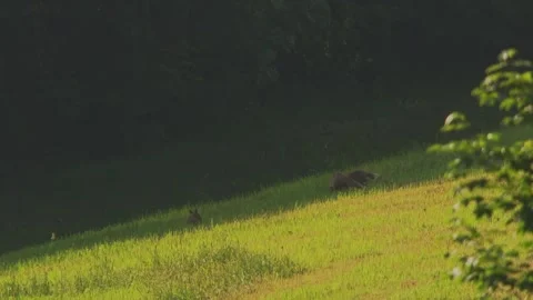 Young fox cubs playing in evening light Stock Footage 330471570