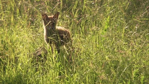 Young fox in the evening sun Stock Footage 220451776