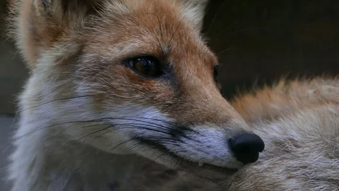 A young fox is examined around. Close-up Stock Footage 78568026